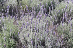 20170630_143532